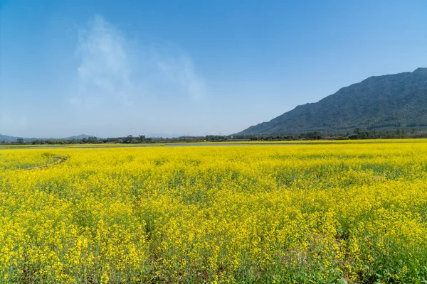 Canola Bloemenveld Landschap Lente Zon — Stockfoto