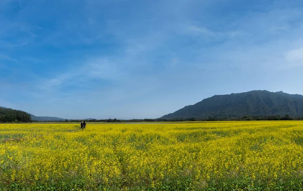 Canola Bloemenveld Landschap Lente Zon — Stockfoto