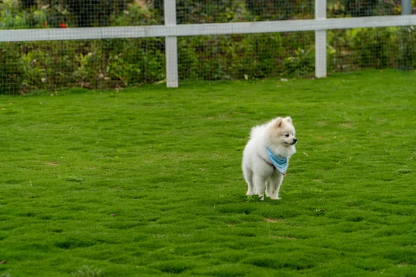 White Pomeranian Lawn — Stock Photo, Image