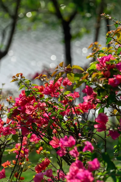 Bougainvillea Plena Floración Junto Río Primavera — Foto de Stock