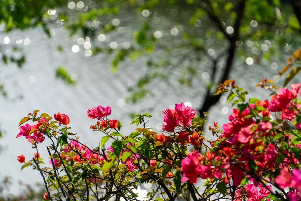 Bougainvillea Plena Floración Junto Río Primavera — Foto de Stock