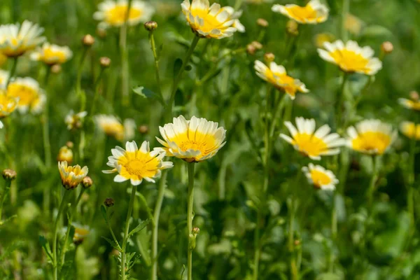 İlkbaharda açmakta olan küçük kasımpatılar