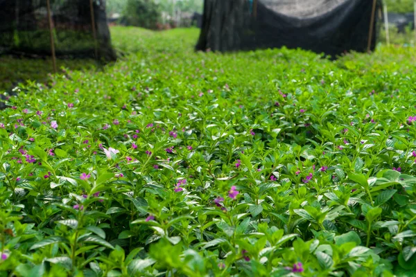 Large Nursery Good Growth — Fotografie, imagine de stoc