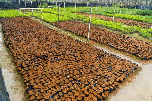 Bacia Plântulas Viveiro Flores — Fotografia de Stock