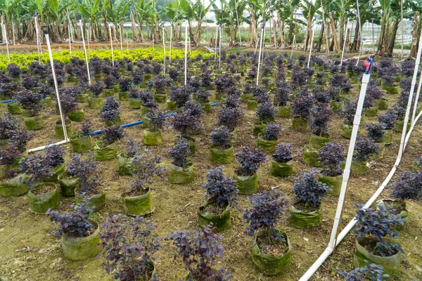 Potes Cultivo Canteiros Flores — Fotografia de Stock