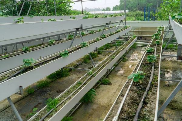 Automatic Watering Seedling Pond Greenhouse — Stock Photo, Image