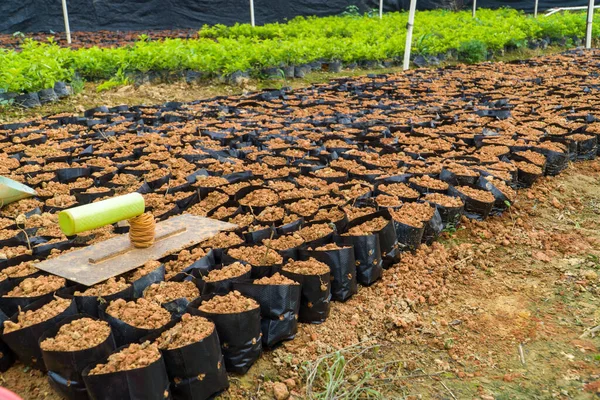 Seedling Basin Flower Nursery Imagem De Stock