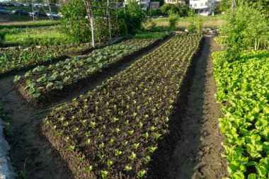 Güneşte filizlenen tohumlar