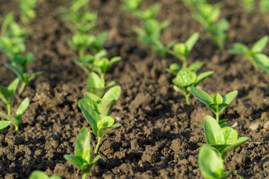 Güneşte filizlenen tohumlar