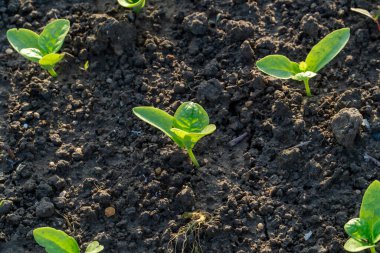 Güneşte filizlenen tohumlar