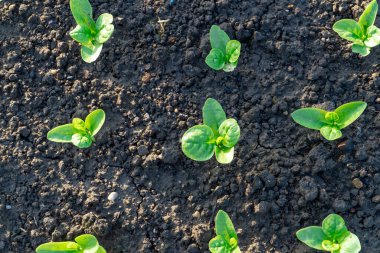 Güneşte filizlenen tohumlar