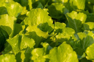 Güneşte tarlalarda sebzeler