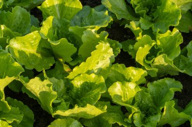 Güneşte tarlalarda sebzeler