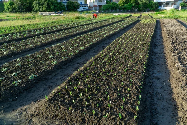 Zaailingen Ontkiemen Zon — Stockfoto