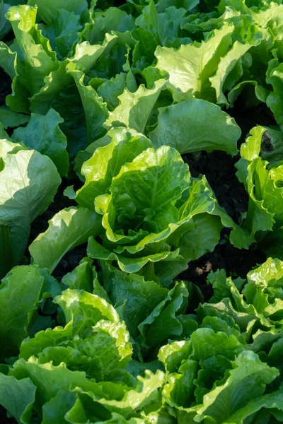 Güneşte tarlalarda sebzeler