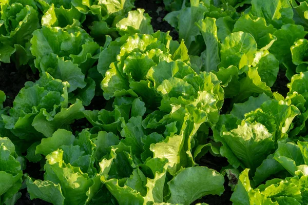 Güneşte tarlalarda sebzeler