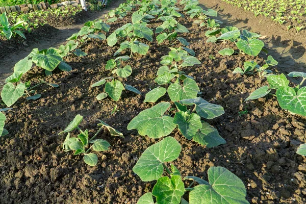 Pumpkin Seedlings Growing Vegetable Fields Imágenes De Stock Sin Royalties Gratis