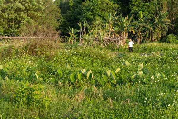 Chinese Rural Fields Farmer Лицензионные Стоковые Изображения