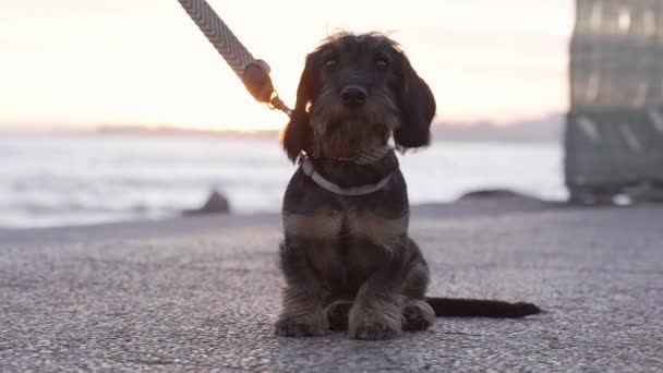Lindo cachorro teckel de pelo de alambre - Perro salchicha encantadora cerca del mar — Vídeos de Stock