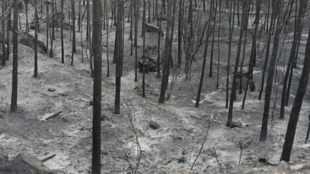Burnt Trees Bush Fire Pine Forest Covered Ash Wildfire Climate — Stock videók