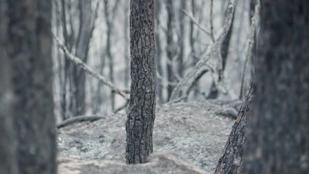 Burnt Pine Trees Wildfire Death Forest Aftermath Bush Fire Spain — Vídeo de Stock