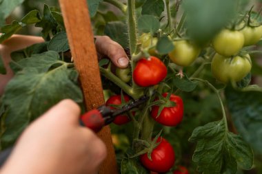 Ekolojik bir serada kızıl domates yetiştiren bir kadın. Ekolojik tarım. Seçici odaklanma ve gürültü. Domateslerde sığ alan derinliği
