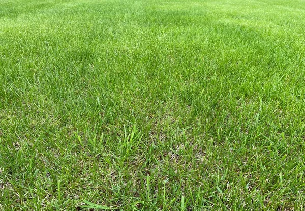緑の芝生のテクスチャ スタジアムの芝生 シート全体だ 新鮮な緑の芝生 背景のための緑草のテクスチャ — ストック写真
