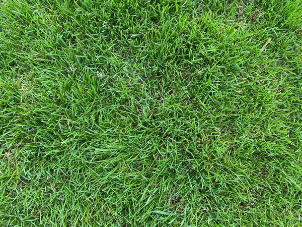 纹理绿色草坪 体育场的草坪 整张床单新鲜的绿色草坪 背景绿草质感 — 图库照片#