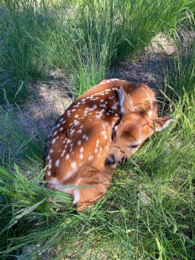 Fawn. Çimlerde sürünüyor. Geyik. Yeni doğmuş geyik. Beyaz kuyruk. Hayvan bebek. Memeli. Vahşi hayvan..