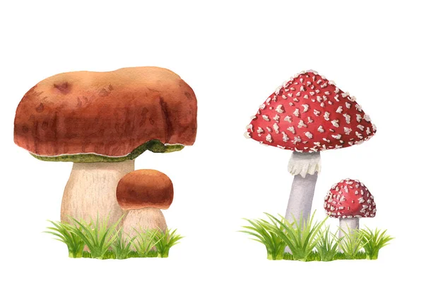 Set of hand-drawn watercolor mushrooms on grass. Edible and poisonous fly agarics, ceps with green herbs. Wild forest fungus isolated on white. Suitable for logo, menu, textile, decoration, education — Fotografia de Stock
