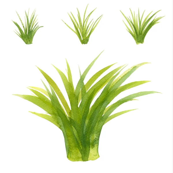 Set of Watercolor green lush grass for spring or summer decoration. Tufts of fresh plants in close up isolated on white. Collection of ecology outdoor blade elements growing in garden or meadows — Stock Photo, Image