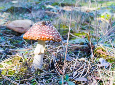 Sonbahar ormanlarında yaprakların üzerinde kırmızı bir mantar ya da mantarlı mantar..