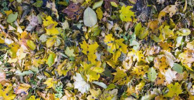 Kırmızı ve turuncu sonbahar yaprakları arka planda. Açık havada. Arkaplan olarak kullanılabilir