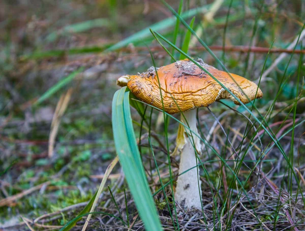 Mushroom Dense Tall Grass Dead Foliage Mushroom — Stock fotografie