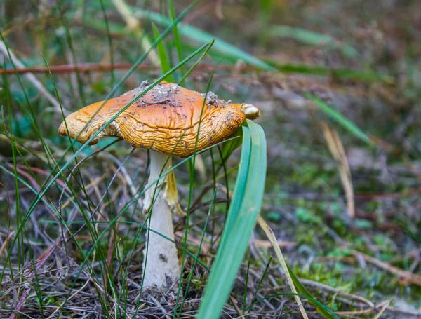 Mushroom Dense Tall Grass Dead Foliage Mushroom — Stock fotografie