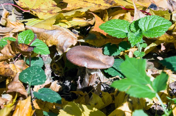 Mushroom Dense Tall Grass Dead Foliage Mushroom — Stock fotografie