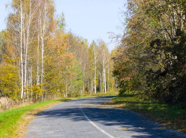 Sonbaharda ormanda boş bir yol. Arkaplan fotoğrafı olarak kullanılabilir