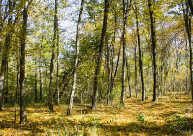 Kayın ağaçları, meşeler, nehirler ve dökülen yapraklarla. Arkaplan fotoğrafı olarak kullanılabilir