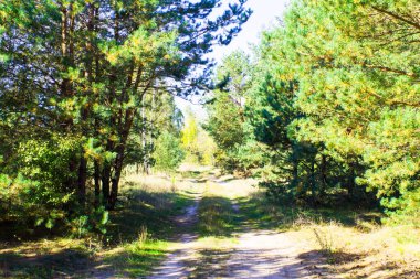 Sonbaharda ormanda boş bir yol. Arkaplan fotoğrafı olarak kullanılabilir