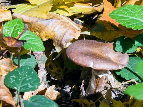 Mushroom Dense Tall Grass Dead Foliage Mushroom — Stock fotografie