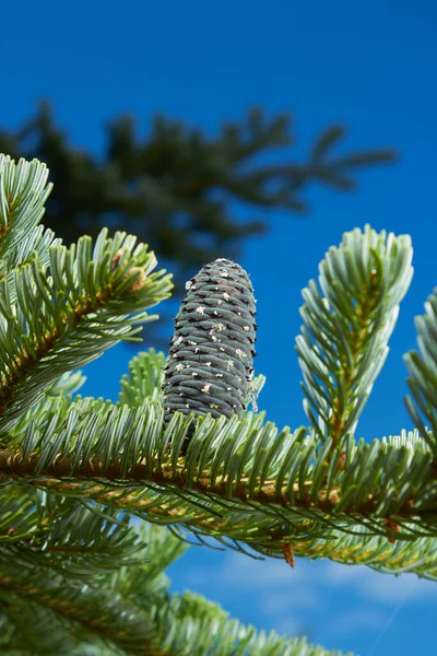 Kanadai Fenyő Vagy Karácsonyfa Fenyők Családjába Tartozó Örökzöld Növény Világos — Stock Fotó