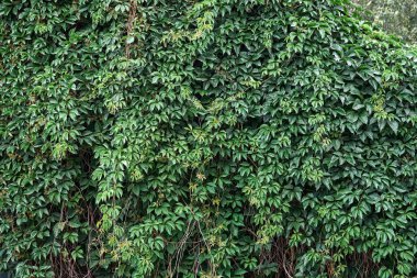 Dalların üzerinde sayısız küçük yaprak bulunan yemyeşil çalı güzel bir bahar günü, pitoresk büyük şehir bahçesinde yetişir.