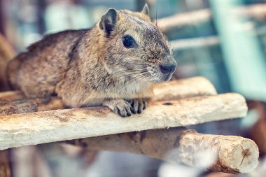 Şirin, tüylü, gri kaya mağarası egzotik kemirgenler hayvanat bahçesi yakınlarındaki küçük ahşap bir rafta uzanır.