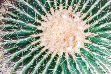 Yuvarlak kaktüs, zeminde fayanslar olan özel bahçe bitkilerinin yanında çakıl taşlarıyla tencerede yetişir. Parlak güneş ışığında kaktüsten yeşil ve kahverengi dikenler.