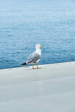Beyaz martı, durgun deniz kenarında beton rıhtım boyunca yürüyor. Dalgalanan su, yaz mevsiminde parlak güneş ışığında asfalt sokaklarını siler.