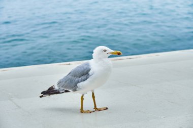 Beyaz martı, durgun deniz kenarında beton rıhtım boyunca yürüyor. Dalgalanan su, yaz mevsiminde parlak güneş ışığında asfalt sokaklarını siler.
