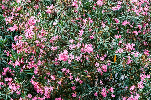 Grüner Oleanderstrauch Mit Spitzen Blättern Blüht Mit Leuchtend Rosa Blüten — Stockfoto