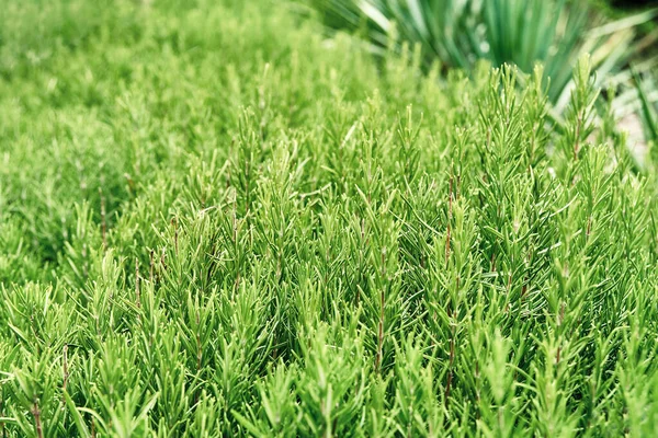 Bunte Rosmarinsträuße Wachsen Auf Dem Rasen Der Nähe Von Pflanzen — Stockfoto