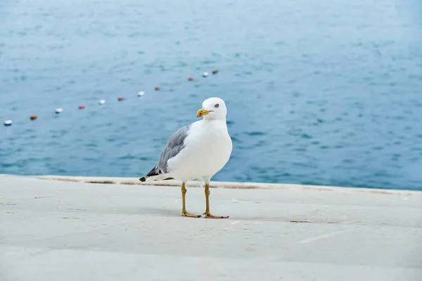 Mouette Blanche Promène Long Front Mer Béton Près Mer Calme — Photo