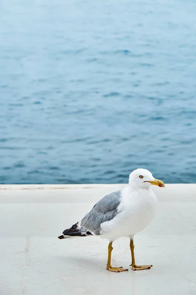 White Seagull Strolls Concrete Waterfront Calm Sea Rippling Water Washes — Stock Photo, Image